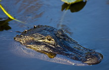 Alligator In River Water, Everglades, Florida