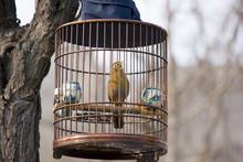 Laughing Thrush Hanging In A Cage In A Park, Central Xian, China