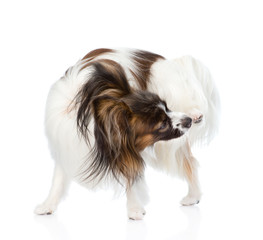Aufkleber - Papillon puppy scratching. isolated on white background