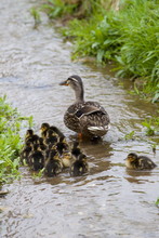 Female Mallard Duck With 14 Newly Hatched Ducklings, Anas Platyrhynchos, On A Stream In Springtime At Swinbrook, The Cotswolds, UK