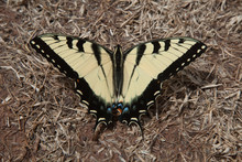 A Tiger Swallowtail Butterfly Rests On The Ground With Its Wings Spread Wide Open.