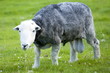 © robertharding - Traditional Herdwick sheep ram at Wastwater in the Lake District National Park, Cumbria, UK