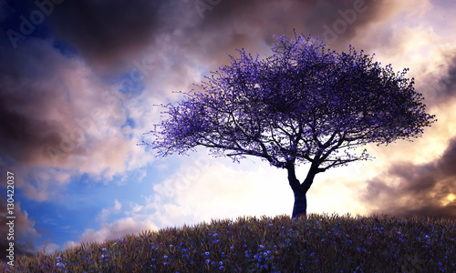 sunset and tree - 130422037