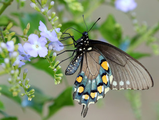 Sticker - Pipevine Swallowtail Butterfly - Battus philenor