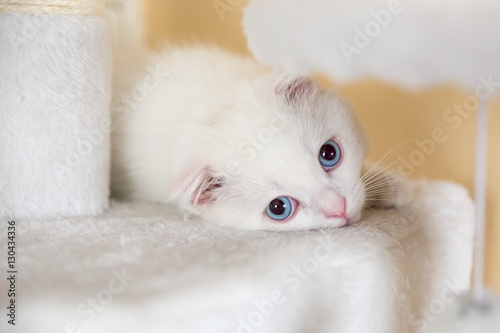 Cute White Little British Short Hair Cat With Blue Eyes Buy This