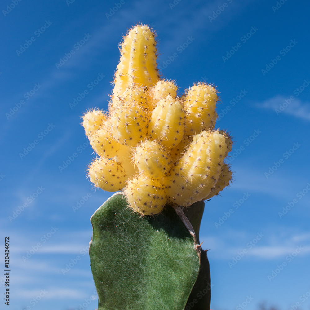 gymnocalycium mihanovichii v. stenogonum Gymnocalycium mihanovichii – Small, Easy Gymnocalycium main image 0