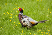 Cock Pheasant (Phasianus Colchicus) In A Field Of Buttercups