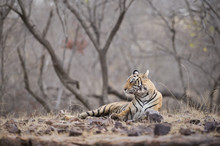 Bengal Tiger, Ranthambhore National Park, Rajasthan
