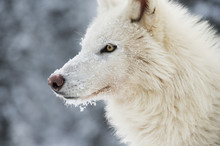 Arctic Wolf (Canis Lupus Arctos), Montana