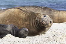 New Born Southern Elephant Seal (Mirounga Leonina) Pup With Mother, Sea Lion Island, Falkland Islands
