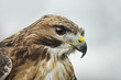 © robertharding - Red tailed hawk, an American raptor, bird of prey