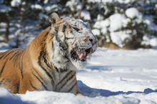 Siberian Tiger (Panthera Tigris Altaica), Montana