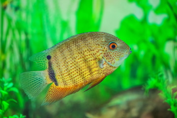 Small beautiful Cichlasoma fish floats in an aquarium with algae.