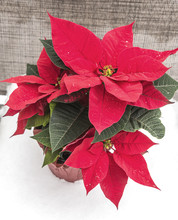 Red Holiday Poinsettia Plant Sitting In Winter Snow