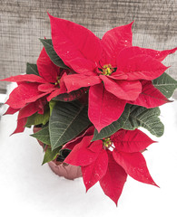 Red holiday poinsettia plant sitting in winter snow