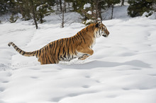 Siberian Tiger (Panthera Tigris Altaica), Montana