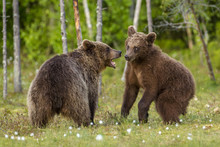 Brown Bears (Ursus Arctos), Finland