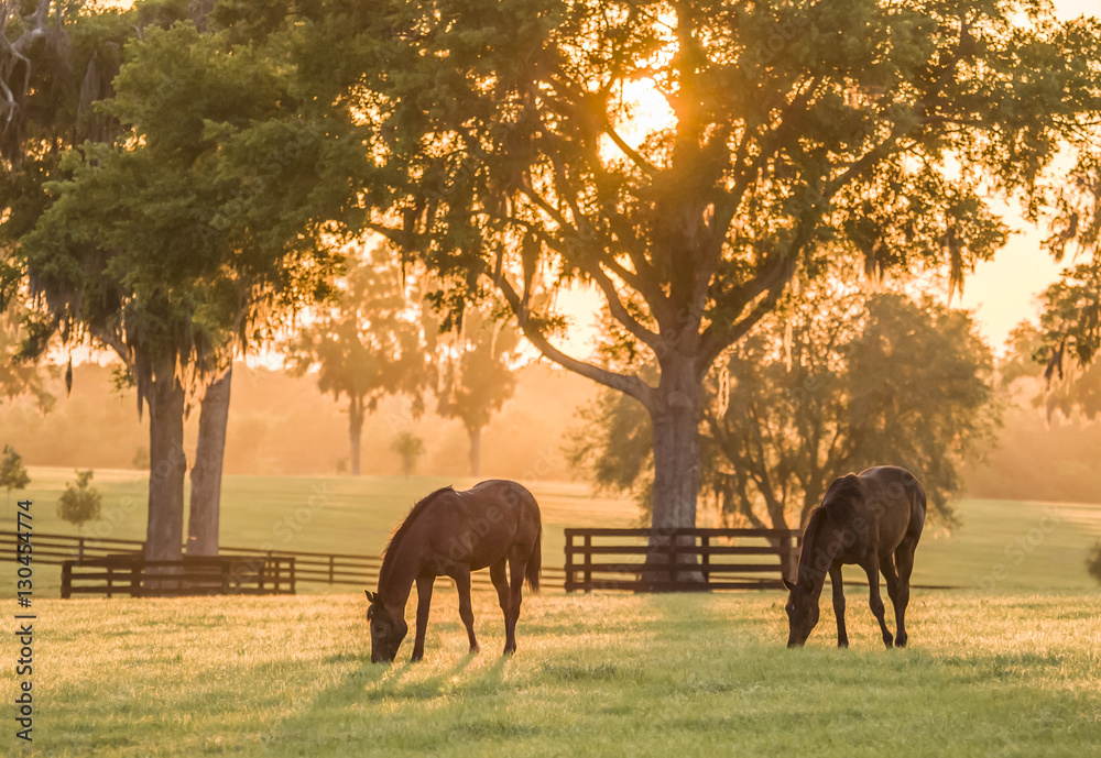 Thoroughbred yearlings in pasture at sunset - obrazy, fototapety, plakaty 