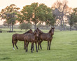 Thoroughbred yearlings in pasture at sunset