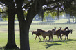 Thoroughbred yearling horse herd