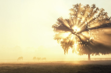 Wall Mural - Horses graze in fog with sunrise shining through Live Oak tree