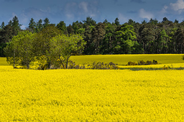 Inverness, Scotland - June 2, 2012: Field colors bright yellow with crop of rapeseed. Backdrop of green forest trees and blue cloudy sky. Halfway the field, a handful more trees