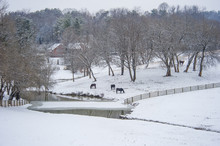 Quarter Horses In Snowy Pasture
