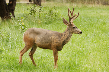 male deer