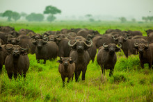 Water Buffalo Standoff On Safari, Mizumi Safari Park, Tanzania