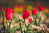 Fototapeta Tulipany - Red and yellow tulips