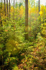 Wall Mural - Autumn in the forest, Poland, Lower Silesia