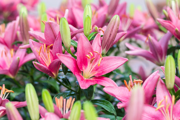 Wall Mural - beautiful pink lilly flower in the garden