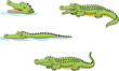 Crocodile collection set

