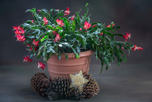 Blooming Christmas Cactus 
