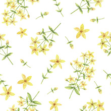 Watercolor Vector Seamless Pattern With St Johns Wort Flowers And Branches.
