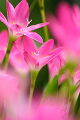 Wall Mural - Pink beautiful Fairy lily in garden.