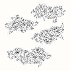 Wall Mural - Hand drawing flowers. Camellia flower vector illustration and clip art on white backgrounds