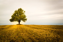 Lonely Tree On A Field