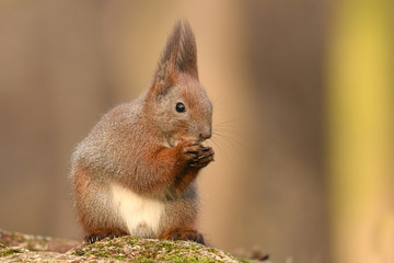 Wall Mural - Red Squirrel (Sciurus vulgaris)