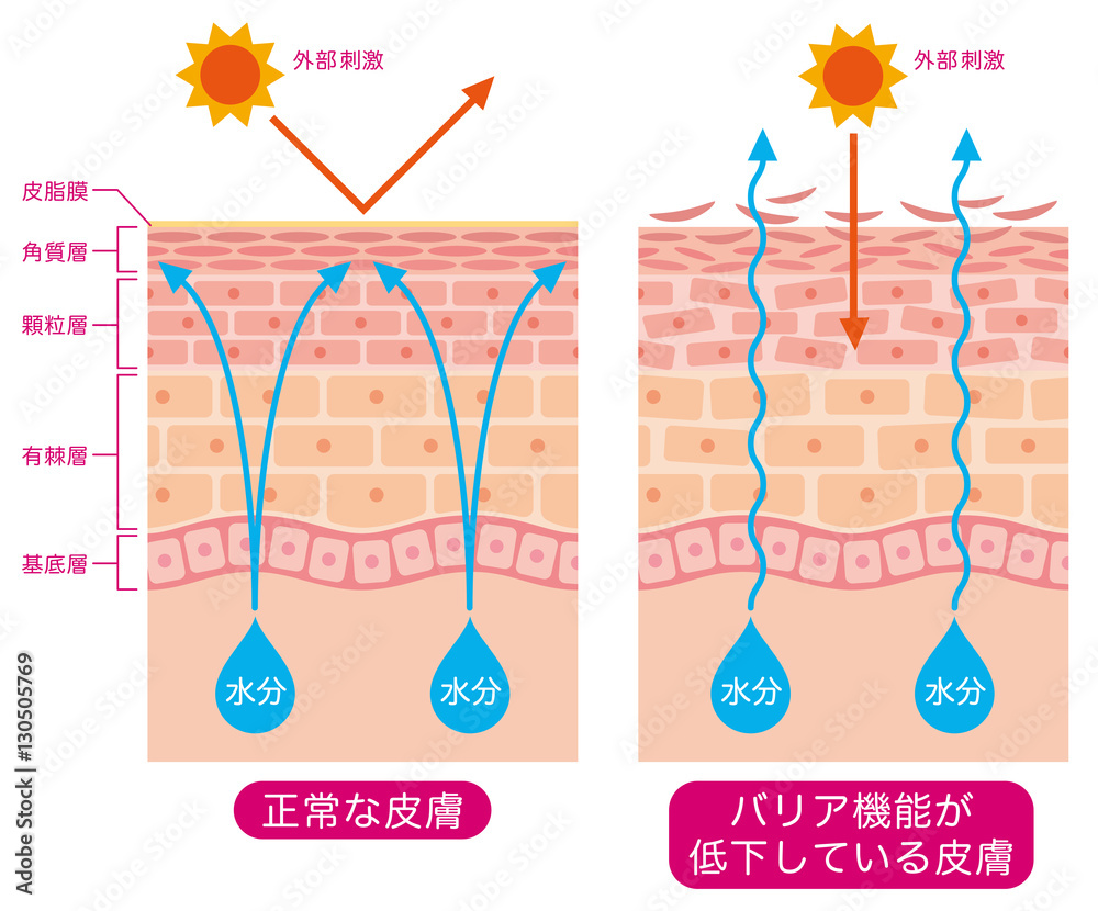 70以上 肌の構造 イラスト 1393 肌の構造 イラスト