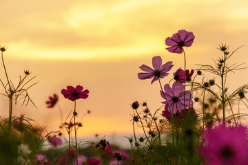 Pink cosmos in twilight time