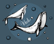 Whale sketch