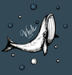 Whale sketch