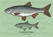Common Dace. Vector illustration for artwork in small sizes. Suitable for graphic and packaging design, educational examples, web, etc. 