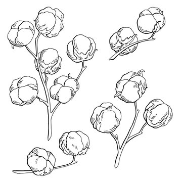 Cotton plant graphic black white isolated sketch illustration vector