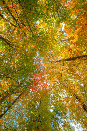 Fotografía Canopy de colores de otoño