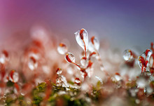 Frozen Sparkly Dew Drops Cover Moss In Cold Sunny Day