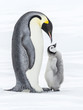 Emperor Penguins on the frozen Weddell Sea in Antarctica