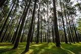 Fototapeta Sawanna - Pine forest with green grass