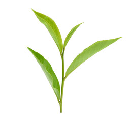  green tea leaf isolated on white